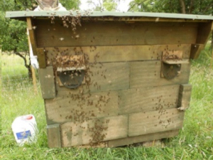 Lune Valley Beekeepers Alternative Beekeeping