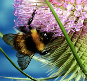 Lune Valley Beekeepers Bumblebee