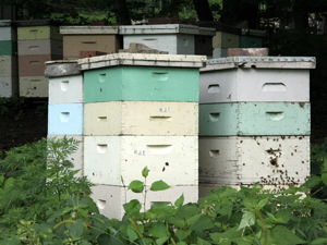 Lune Valley Beekeepers Conventional Beekeeping