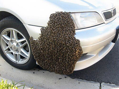 Honey Bee Swarm On Car