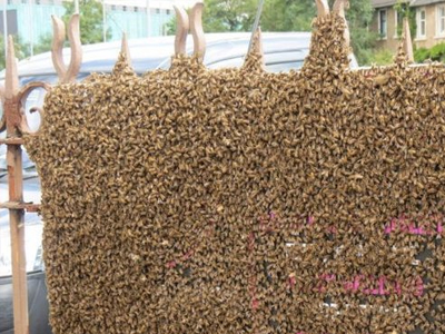 Honey Bee Swarm On Gate