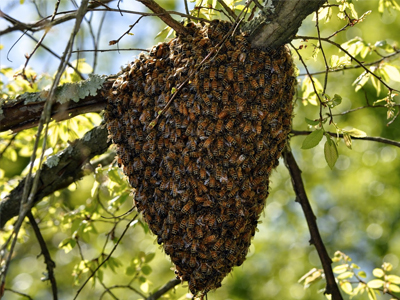 Honey Bee Swarm In Tree