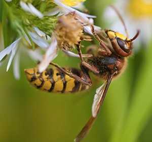 Lune Valley Beekeepers Hornet