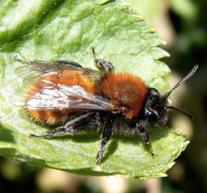 Lune Valley Beekeepers Honey Bee