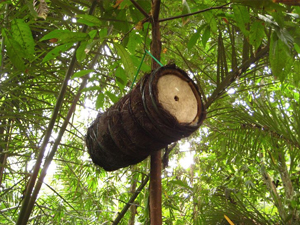 Lune Valley Beekeepers Traditional Beekeeping