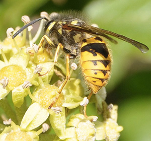 Bee Swarms Learn How To Identify Honey Bees From Other Bee 