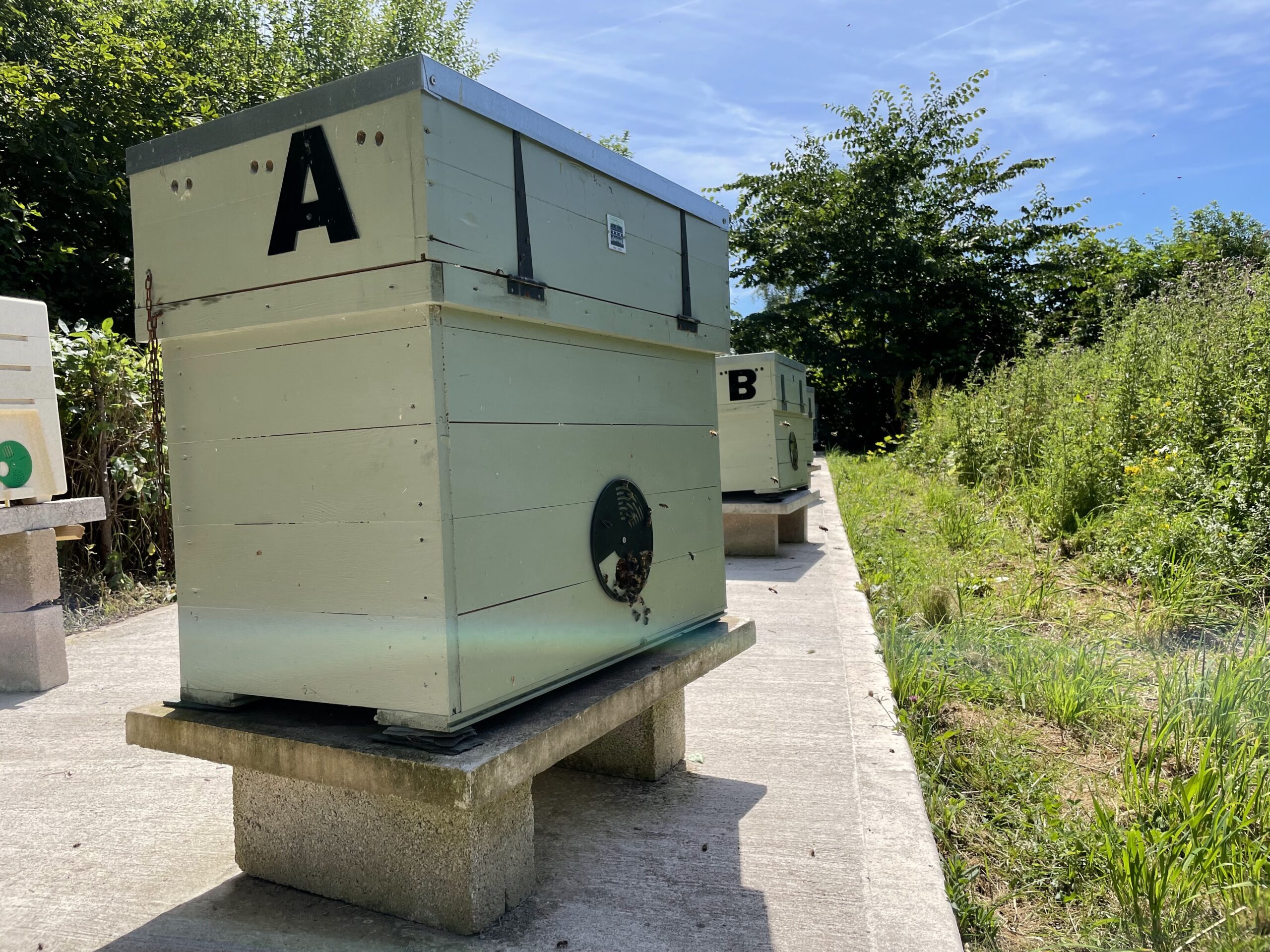 Lune Valley Long Hive at Apiary